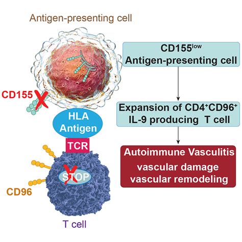 Deficiency Of The CD155 CD96 Immune Checkpoint Controls IL 9 Production