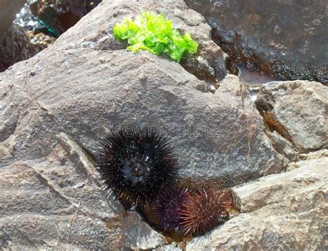 Los Erizos De Mar Son Clase De Los Equinodermos En Las Rocas Imagen De