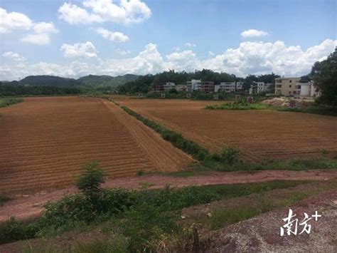 紅薯「紅」了！梅州五華高山紅薯入選廣東省特色農產品優勢區 每日頭條