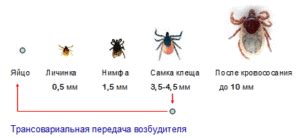 Как размножаются клещи: места обитания и время активности, описание, видео