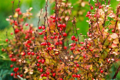 Barberry Berries on Bush in Autumn Season Stock Photo - Image of berry ...