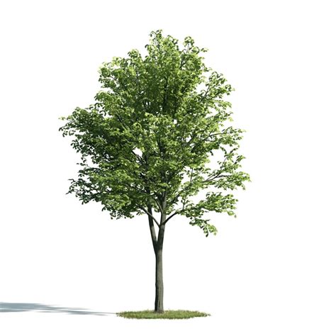 Tree 24 AM171 Archmodels - max, c4d, obj, fbx 3D model - Evermotion