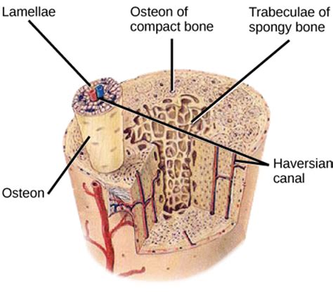 Osteon Definition And Examples Biology Online Dictionary