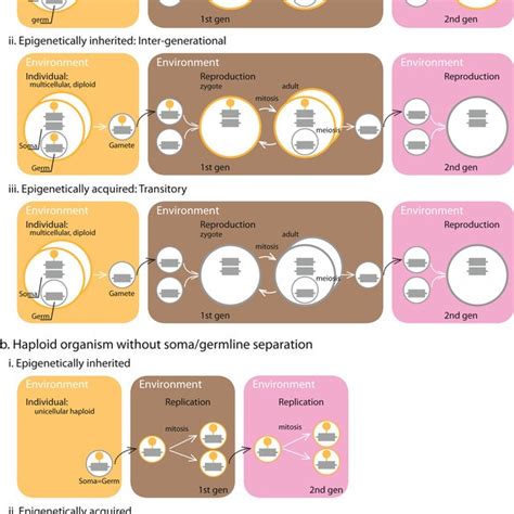 Schematic Representation Of The Different Types Of Epigenetic Marks