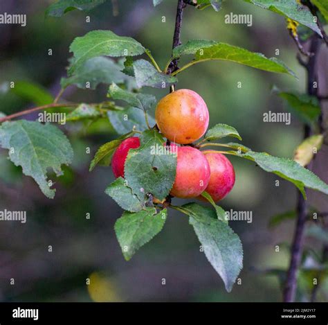 Organic Plum Fruits Grow On The Branches Of A Fruit Tree In The Garden