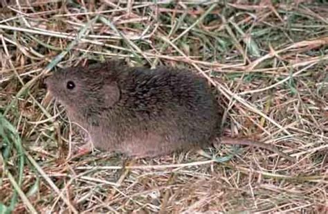 Serious Garden Pests Voles Moles And Gophers The Real Dirt Blog