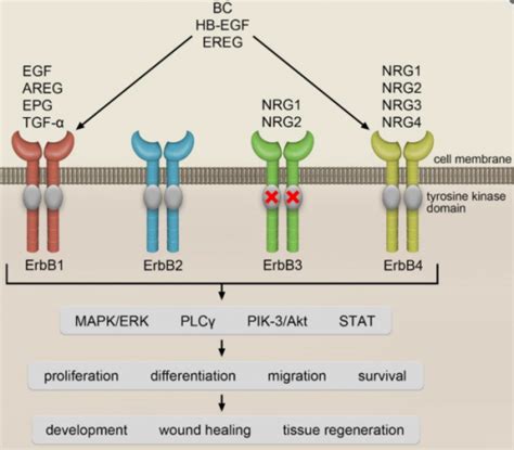 Erbb Signaling Pathway Anygenes