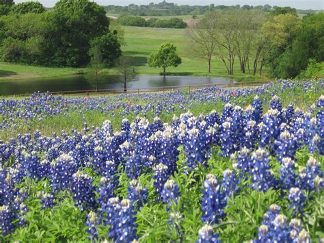 Bluebonnet Wallpapers - Wallpaper Cave