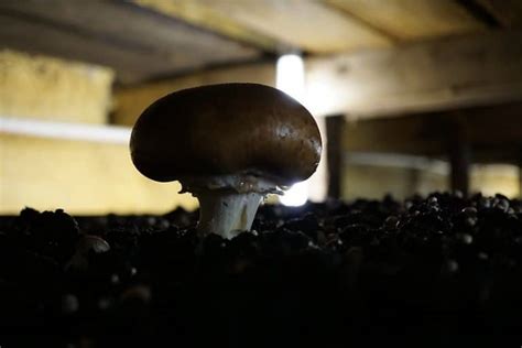 How To Grow Portobello Mushrooms Done Right Star Mushroom Farms