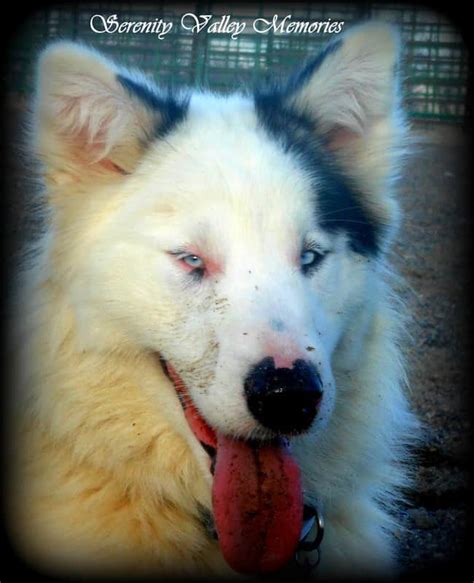 Do Alaskan Malamutes Have Blue Eyes Shocking Truth