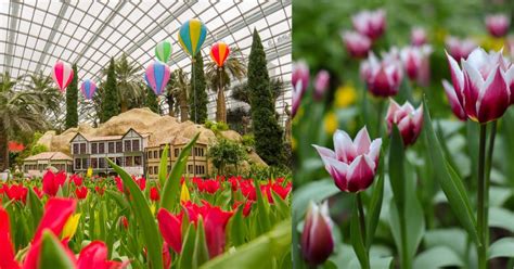 Tulip Display With Turkey S Hot Air Balloons At Gardens By The Bay