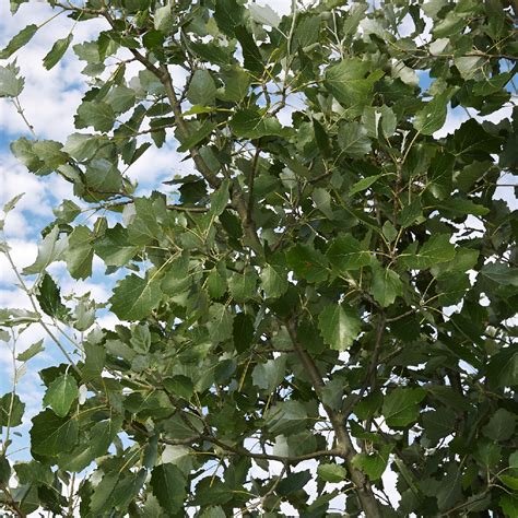 White Poplar Tree