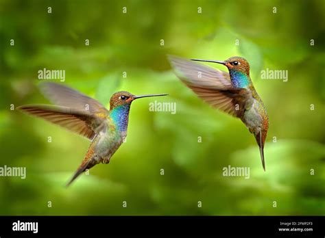 Colibrí En Vuelo Hábitat Natural De Bosque Verde Hillstar De Cola