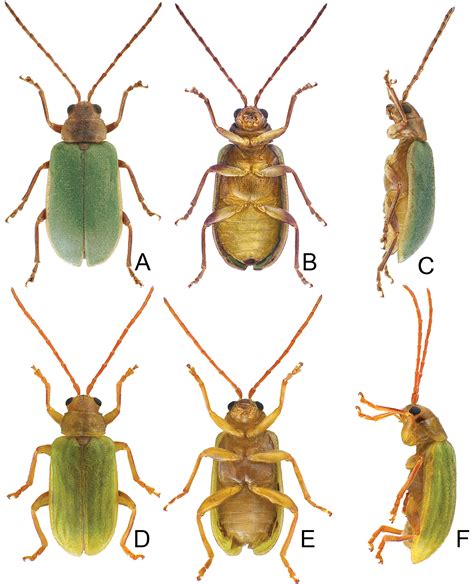 Revision Of The Genera Xanthogaleruca Laboissière 1932 And Pyrrhalta Joannis 1865 Coleoptera