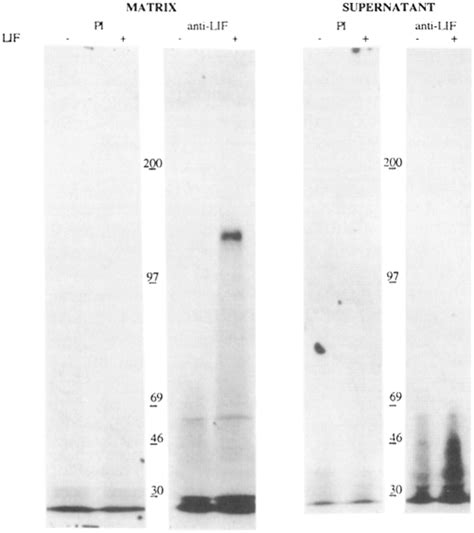 Co Immunoprecipitation Of S Labeled Lif Binding Protein From