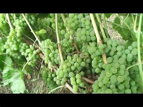 Сорт винограда Вандаль Клише! - YouTube