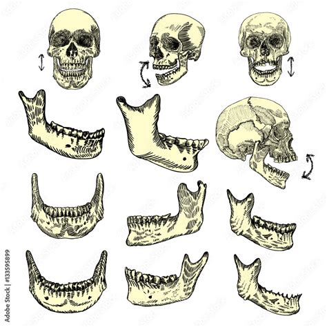 Human skull bones drawing set. Creation set skull and lower jaw. Moving ...