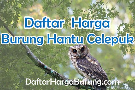 Daftar Harga Burung Hantu Celepuk Semua Jenis Terbaru 2022