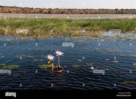 Botswana Chobe National Park Chobe River Stock Photo Alamy