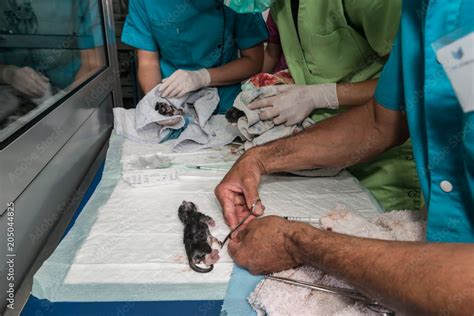 La C Sarienne Chez La Chatte Est Une Op Ration Chirurgicale Qui