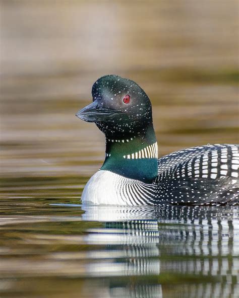 Common Loon - Interior BC : birding