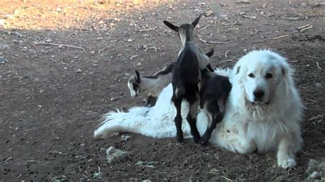 Great Pyrenees Guardian Dog With Alpine Goats Youtube