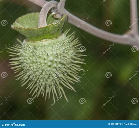 Seed Pod Stock Photo Image Of Seed Plant Garden Prickly 58299078