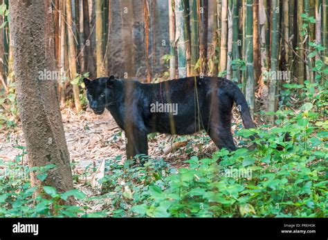 Una Pantera Negra Melanistic Es La Variante De Color De Cualquiera De