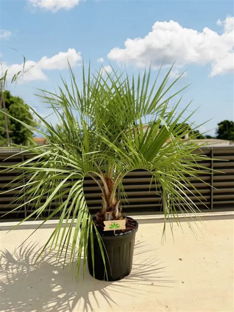 Butia Eriospatha Descubre Esta Palmera Nica Tropicalia Garden