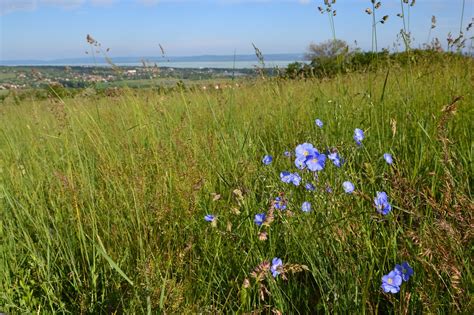 Flores Relva Campo Foto Gratuita No Pixabay Pixabay