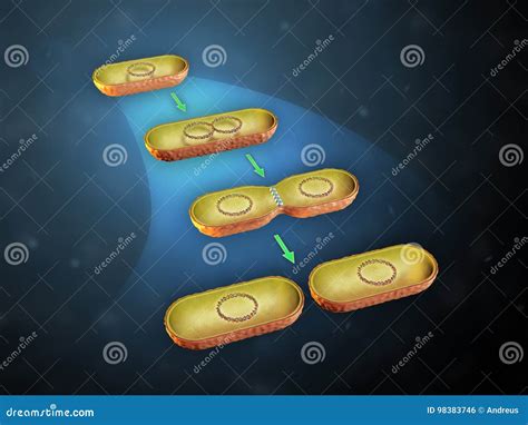 Bacterial Cell Division Stock Illustration Illustration Of Division
