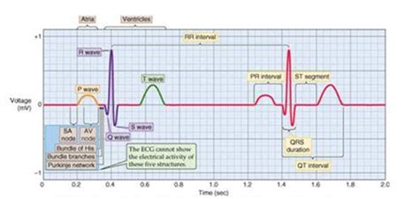 Lecture The Cardiac Cycle And The Ekg Wave Flashcards Quizlet