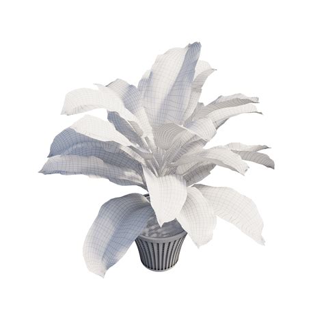 Dieffenbachia Tree Behance