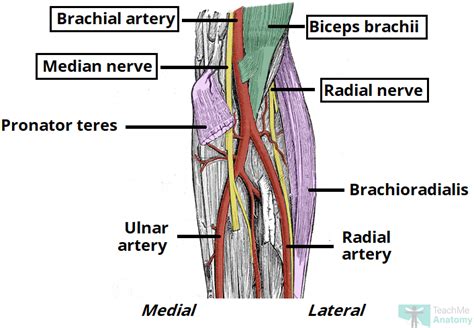 Antecubital Fossa Anatomy And Structure