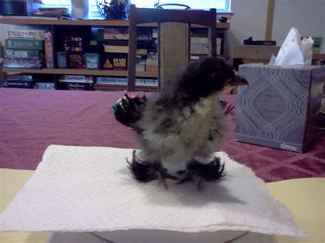 Look At My Curly Feathers Violet Day Old Black Frizzle Cochin