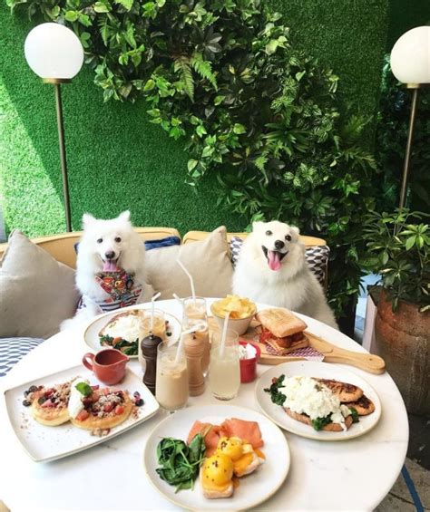 11 Dog-Friendly Cafes & Restaurants In Singapore That You Can Dine At With Your Pup