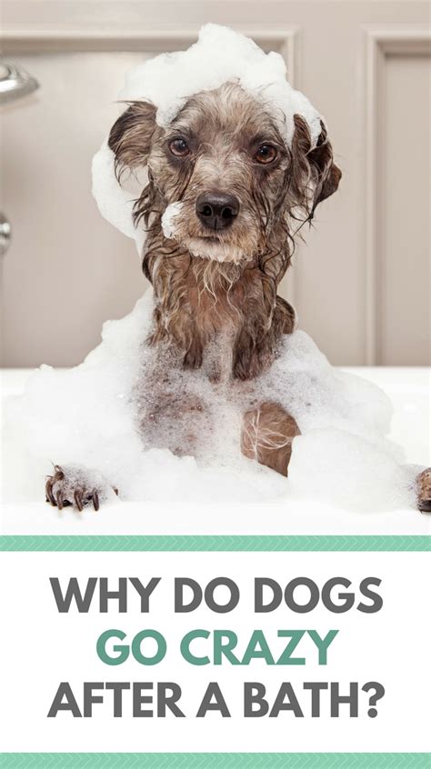 Why Do Dogs Go Crazy After A Bath Puppy Leaks