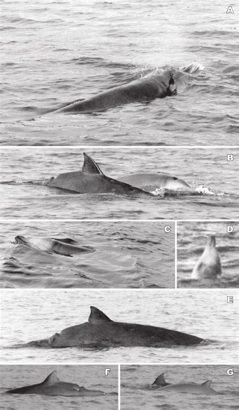 Images Of The Grays Beaked Whale Cow Calf Pair In Mahurangi Harbour A