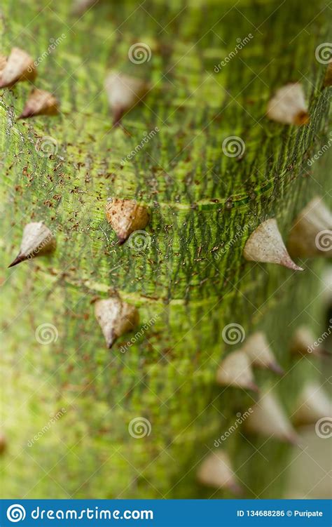 The Nature Of The Thorn Bombax Ceiba Sharp Stock Photo Image Of