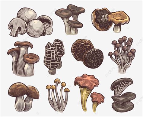 Mushrooms Champignon Vector Design Images Hand Drawn Mushrooms