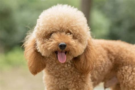 1 Toy Poodle Nome Para Cachorro Pequeno Raça De Cachorro Cães Bonitos