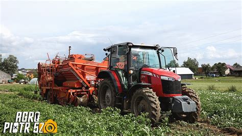 Kopanie Ziemniaków Młodych 2023 Massey Ferguson 5710 dyna 4