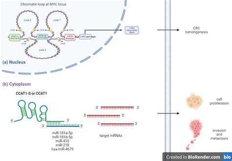 Frontiers Publishing Partnerships Ccat A Pivotal Oncogenic Long