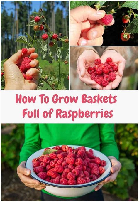 How To Grow Raspberries Artofit