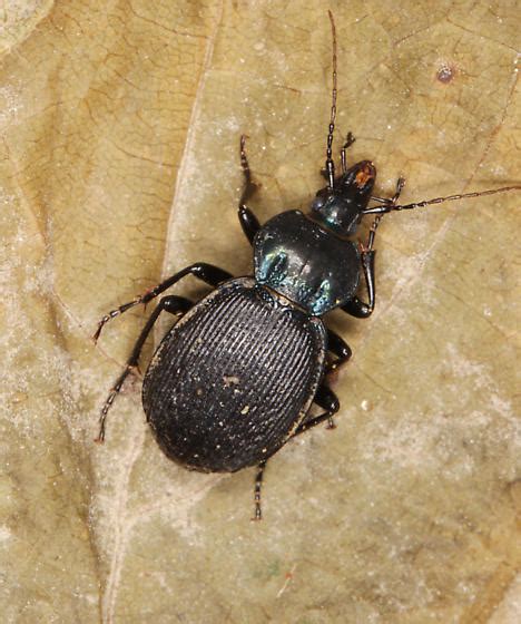 Carabidae Small Snail Eating Beetle Sphaeroderus Stenostomus