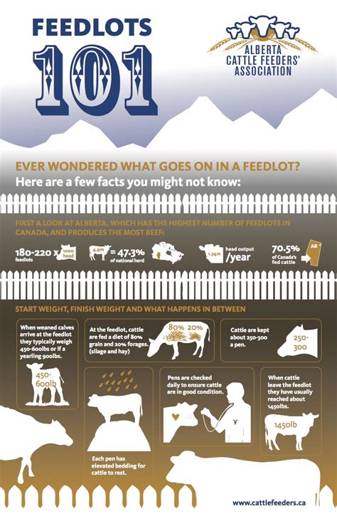 Feedlots 101 Everything You Need To Know About Cattle Feeding In