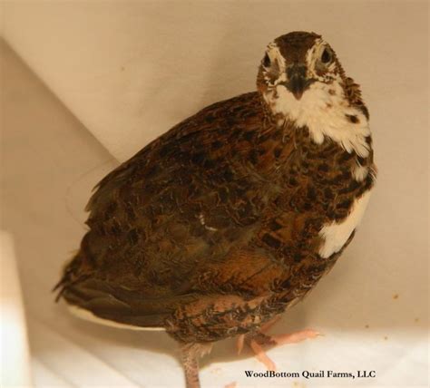 Fertile Pharaoh Cortunix Quail Eggs Woodbottom Quail Farms