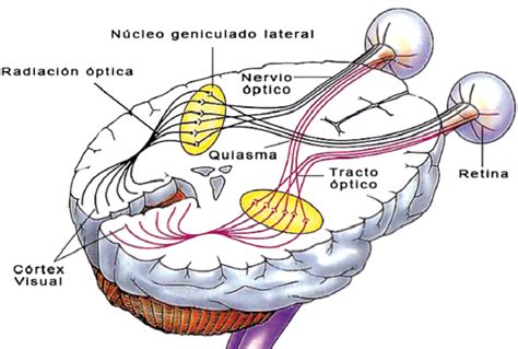 Potenciales Evocados Visuales Lanfysum