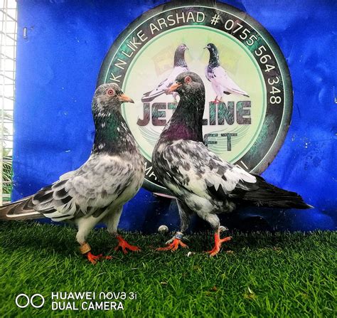 Loft & Livery - All roads lead to Rolex! What fun we've had, and can't