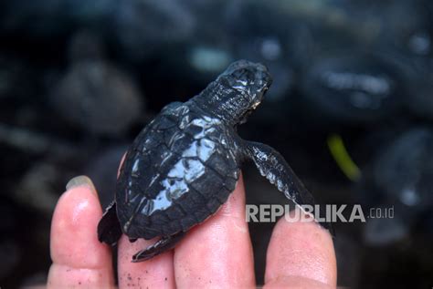 Baznas Dki Dan Pecinta Lingkungan Ajak Lestarikan Penyu Lewat Lagu